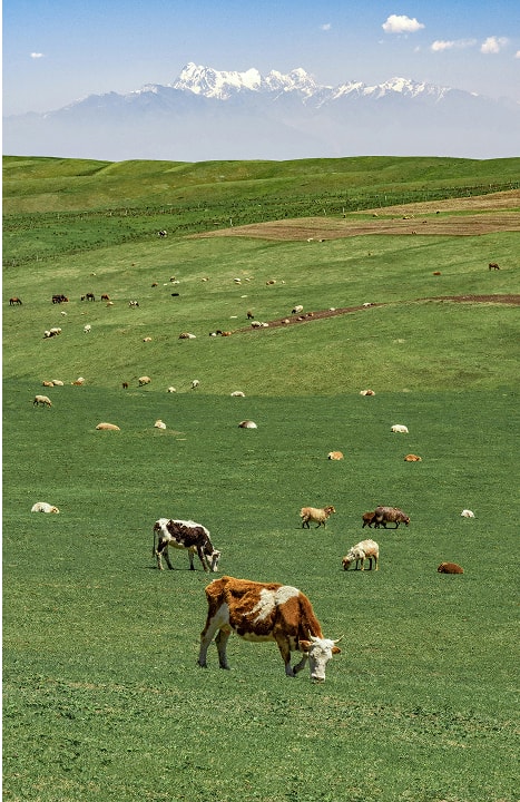 A photograph of our farms